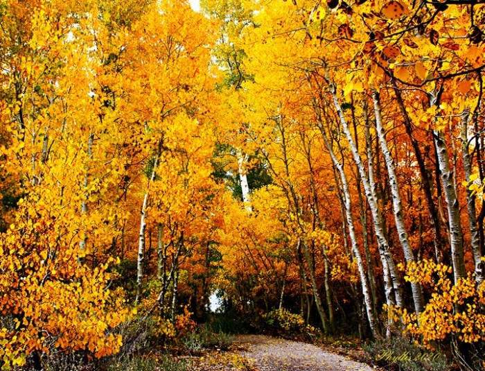 Золотая осень фото осенних листьев